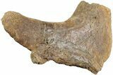 Partial Dinosaur (Triceratops) Rib Head - North Dakota #237653-2